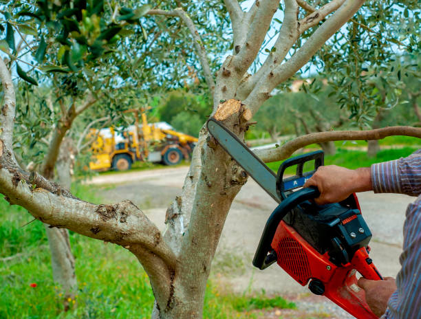 Best Tree Cutting Near Me  in Harlingen, TX